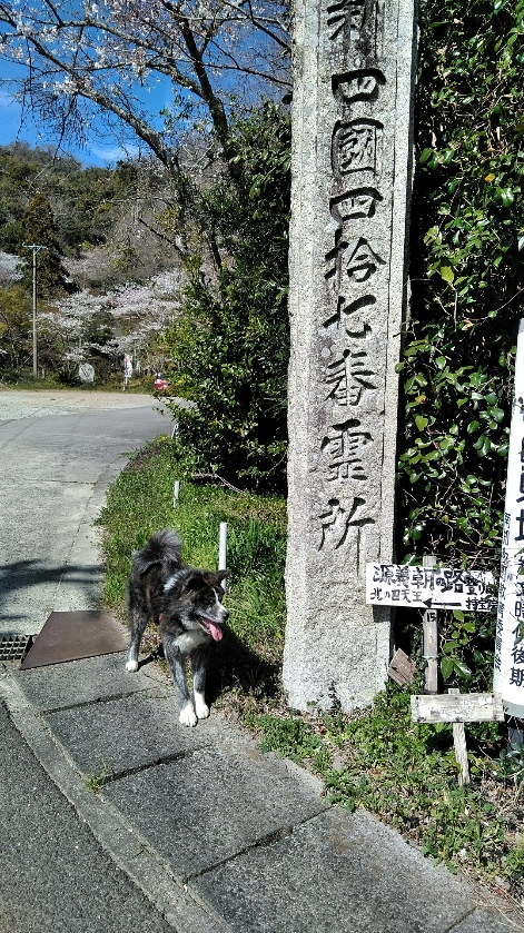 寺宝院　（通称山寺）の桜を見に行きました。